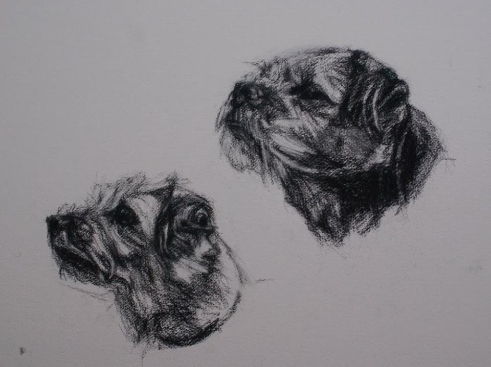 border terriers border terriers