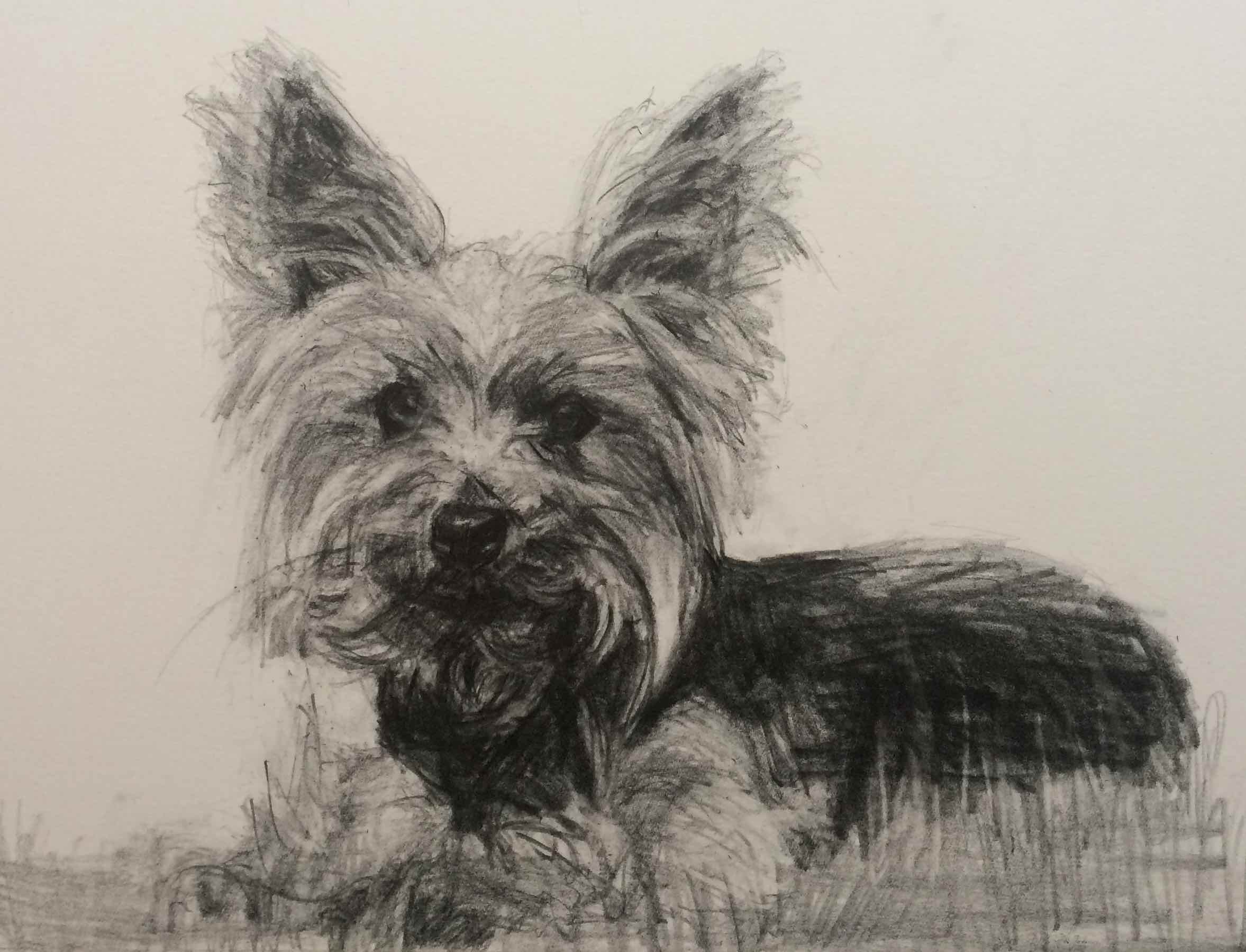 dog drawing commission dog drawing commission