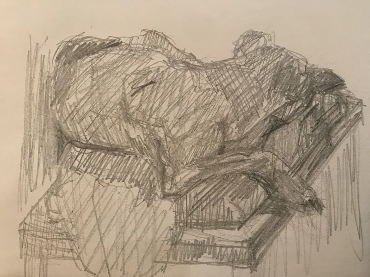 dog on chair dog on chair