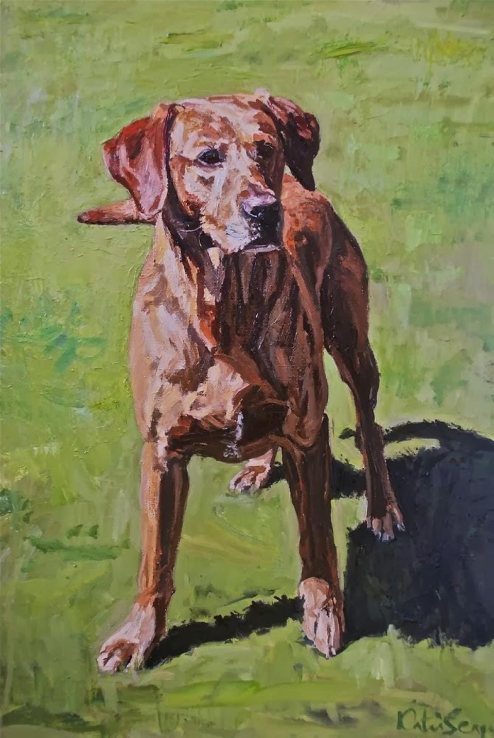 fox red labrador commission