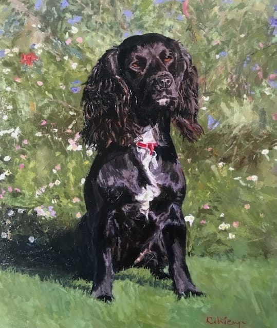 working cocker spaniel