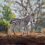 zambian zebra